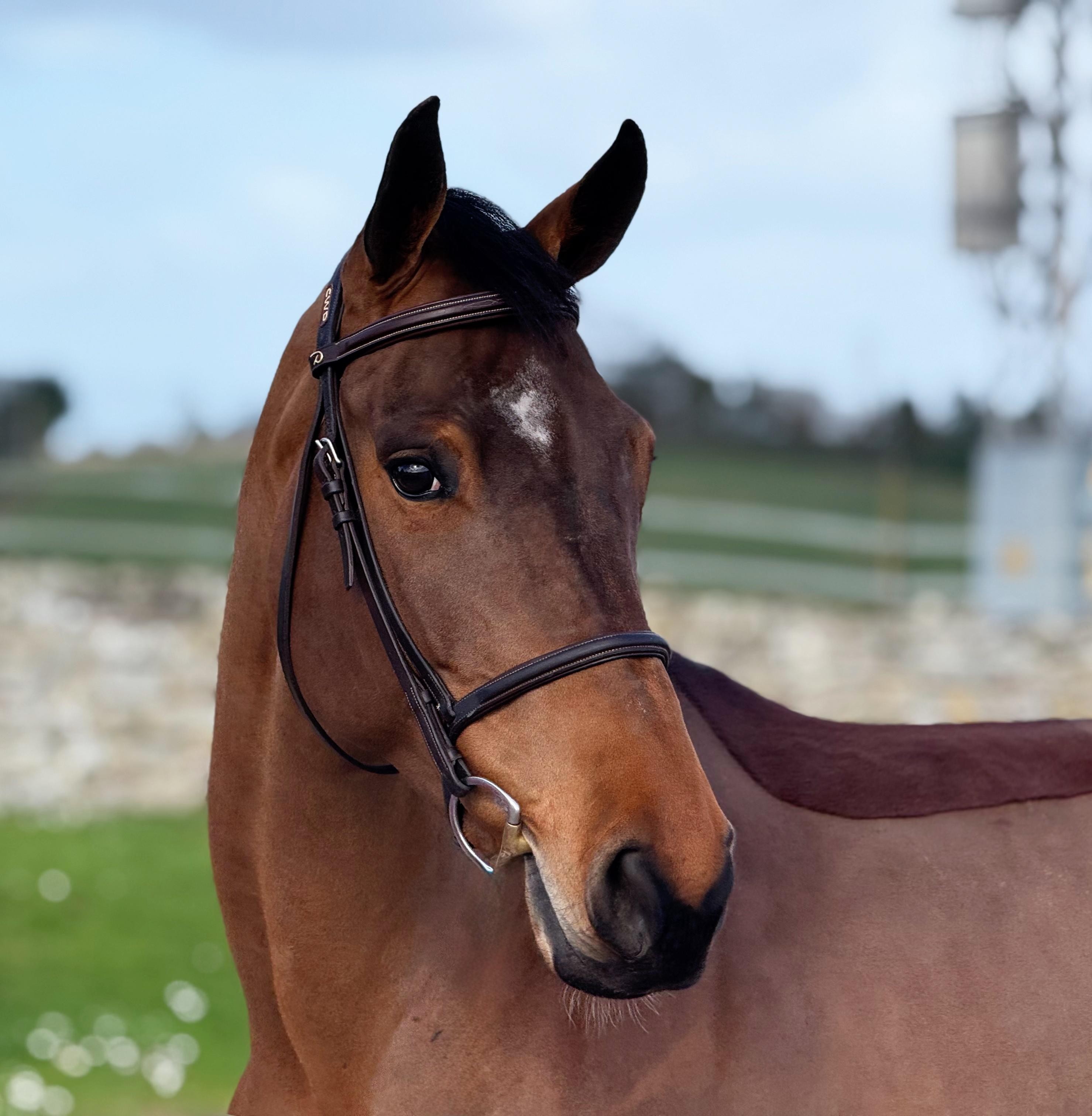 horse